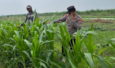 Tanaman-Jagung-di-Desa-Gading-Siap-Panen,-Polisi-dan-Petani-Lakukan-Peninjauan-Ketahanan-Pangan-Bergizi