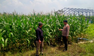 Polresta-Sidoarjo-Dorong-Swasembada-Pangan,-Bhabinkamtibmas-Turun-Langsung-Cek-Lahan-Jagung-Petani