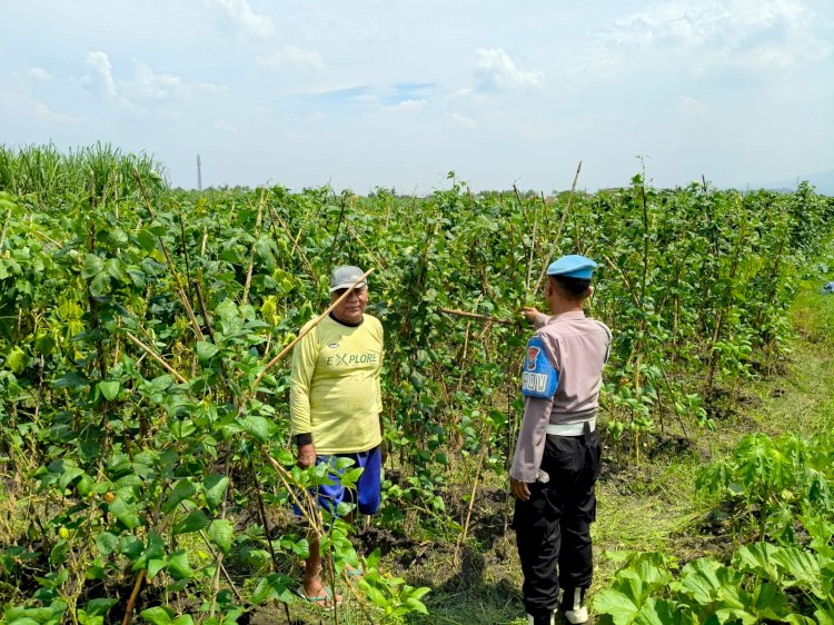 Bhabinkamtibmas Desa Kesambi Cek Tanaman Kacang Panjang Dukung Swasembada Pangan
