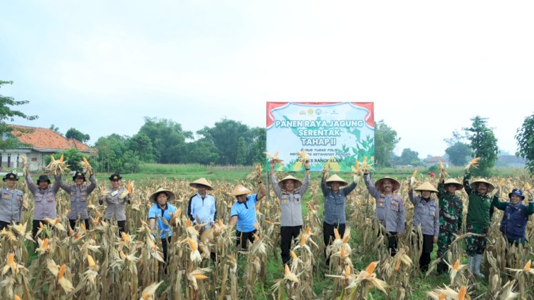 Dukung Ketahanan Pangan, Polres Bangkalan Bersama 3 Pilar Panen Jagung Tahap Kedua
